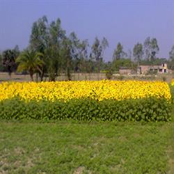 Siddheswarpur Sriste 